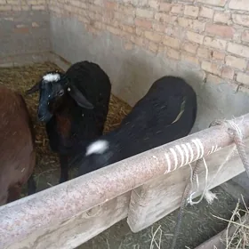 Toklular