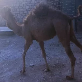 Ogşyk