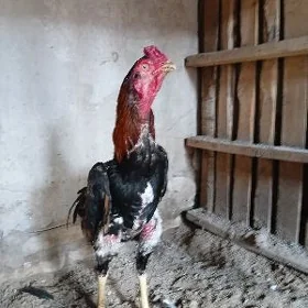 horaz
