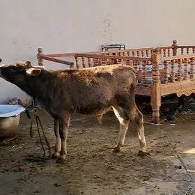 sygyr göleli 2 garni
