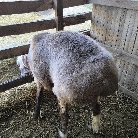 Kisaplr goc
