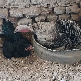 Kuruk induk