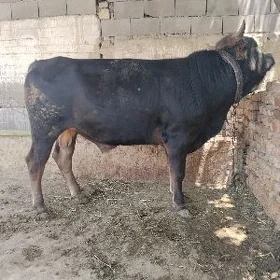 ökürler