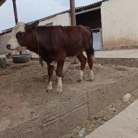 Okuzce tohum