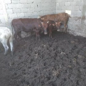 5sany 1tuwe jemi6 sany