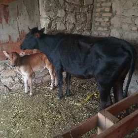goleli sygyr