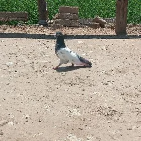 kepderi