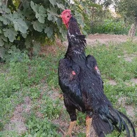horoz