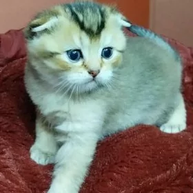 шотландская шиншилла