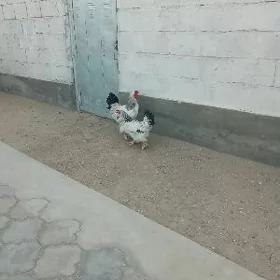 towuklar