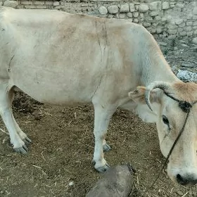 Göleli Sygyr