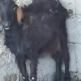 geci