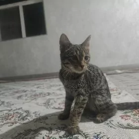 pişik