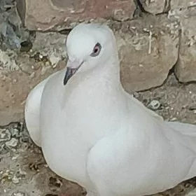 Satlyk kepderi