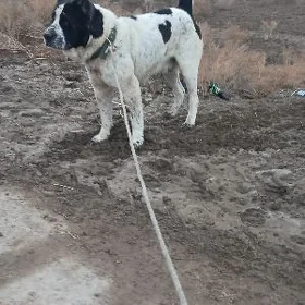 Baluw