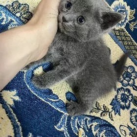 Вислоухие котята