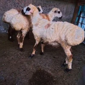 biçilen işşek