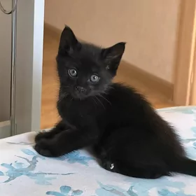 Отдам  котят