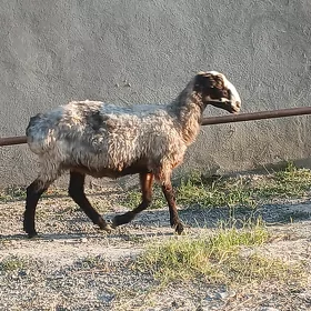 Goýun