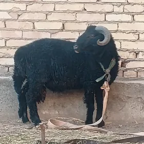 Goýunlar