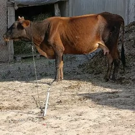 ŞWES SYGYR