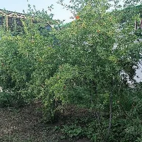 сатлык жай безмин гунеши