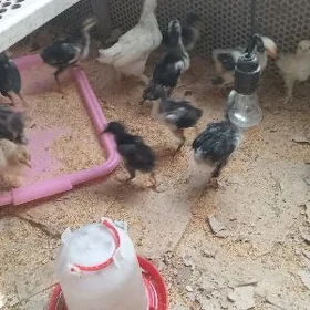baÿsow juje brama juje