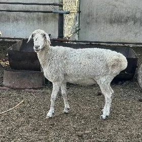 IKI SANY AK KISAR GOÝUN