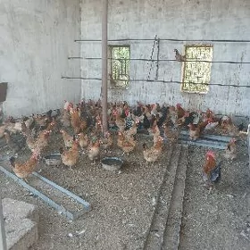 towuklar