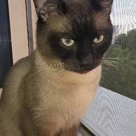 Pişik Кот