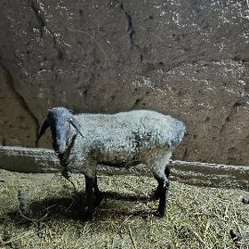 Goç