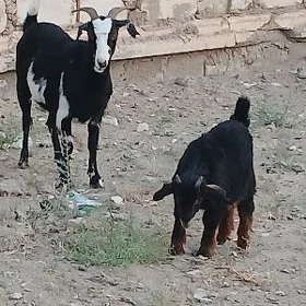 geçi çewiş awlak