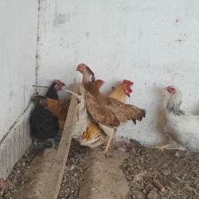 baysow tovuk