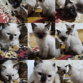 сиамские котята