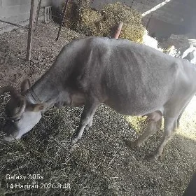 Göleli sygyr