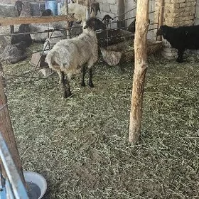 goyun guzly işşek