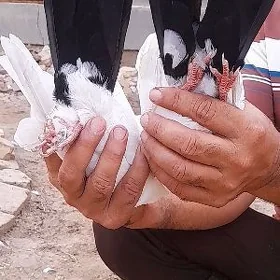 kepderi