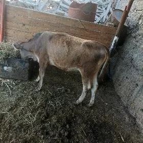 Tüwe Arssaja 1 ýaş 2 aýlyk