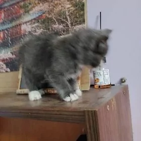 котенок