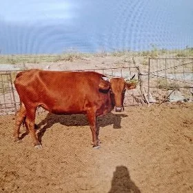 sygyr.göleli.
