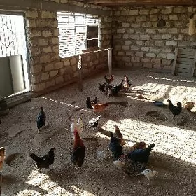 Towuklar