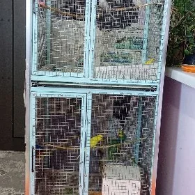 Popugaý Setka ketek