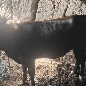 Göleli sygyr
