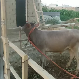 öküz