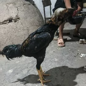 казак озбек.