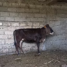 Tuwe 1yas