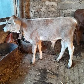 Öküz