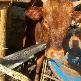 OKUZCE GOLE