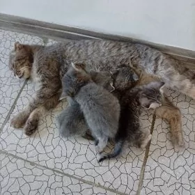 şatland pişikler