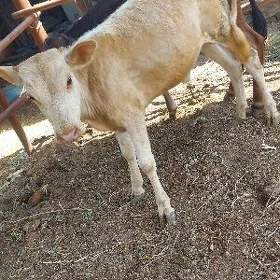 ŞWES ÖKÜZ